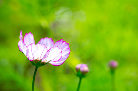 cosmos flowerの写真素材