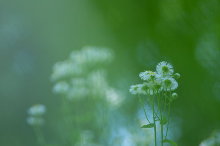 Gypsophila flowerの写真素材