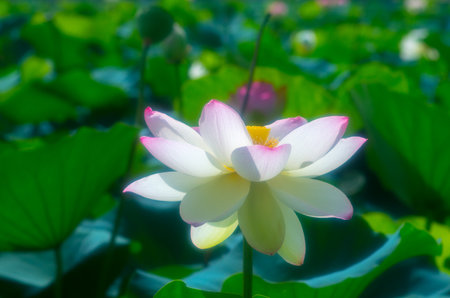 lotus flowerの写真素材