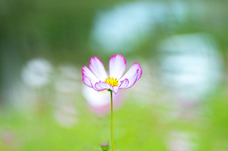 cosmos flowerの写真素材