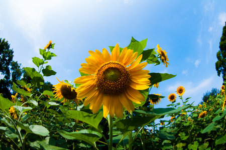sunflowerの写真素材