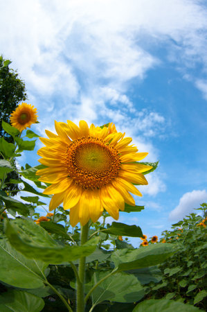 sunflowerの写真素材