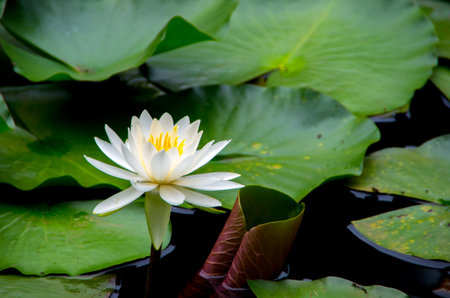 water lily flowerの写真素材