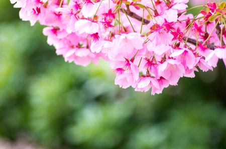 japanese cherry blossoms SAKURAの写真素材