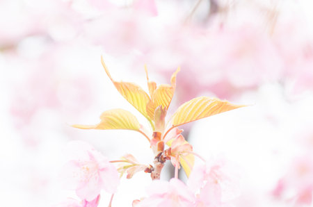 japanese cherry blossoms SAKURAの写真素材
