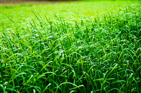 green plantの写真素材
