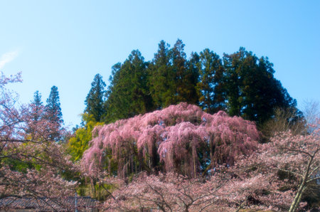 Japanese cherry blossoms SAKURA,Fukushima(prefectures),tourism of japanの写真素材