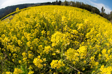 canola flowerの写真素材