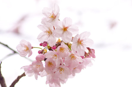 japanese cherry blossoms SAKURAの写真素材