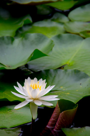 water lily flowerの写真素材