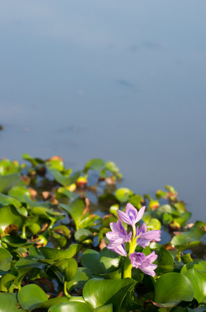 water hyacinthの写真素材