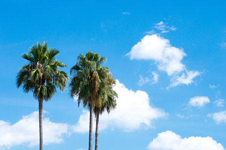 palm tree skyの写真素材
