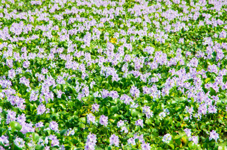 water hyacinth, nara prefectures, tourism japanの写真素材