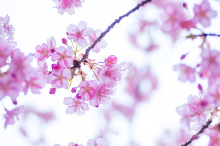 japanese cherry blossoms SAKURAの写真素材