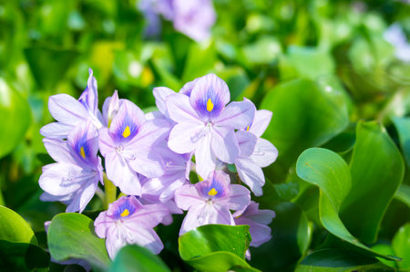 water hyacinth, nara prefectures, tourism japanの写真素材