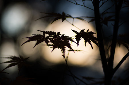 japanese autumn leafの写真素材