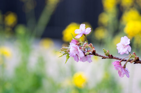 japanese cherry blossoms SAKURAの写真素材