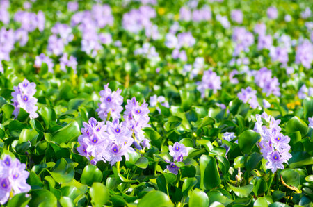 water hyacinth, nara prefectures, tourism japanの写真素材