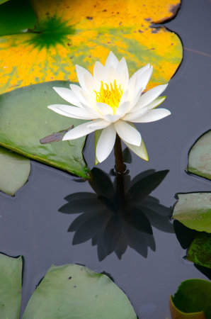 water lily flowerの写真素材