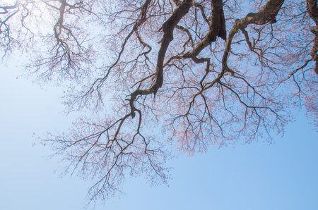 Japanese cherry blossoms SAKURA old tree,Fukushima(prefectures),tourism of japanの写真素材