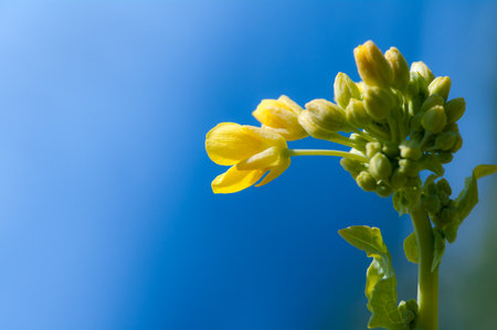 canola flowerの写真素材