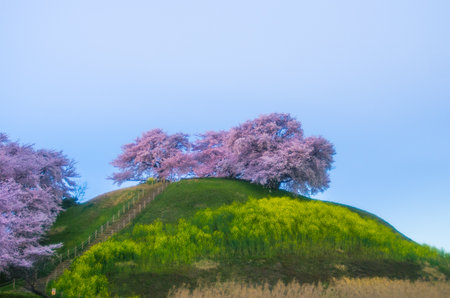 Japanese cherry blossoms SAKURA,Saitama(prefectures),tourism of japanの写真素材