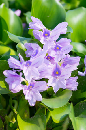 water hyacinth flower, nara prefectures, tourism japanの写真素材