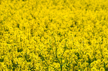 canola flowerの写真素材