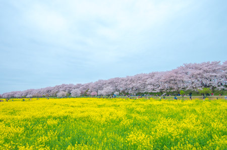 Japanese cherry blossoms SAKURA,Saitama(prefectures),tourism of japanのeditorial素材
