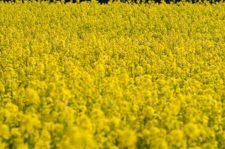 canola flowerの写真素材