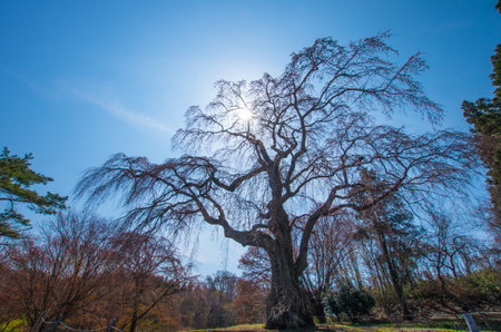Japanese cherry blossoms SAKURA old tree,Fukushima(prefectures),tourism of japanの写真素材