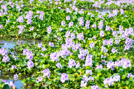water hyacinth, nara prefectures, tourism japanの写真素材