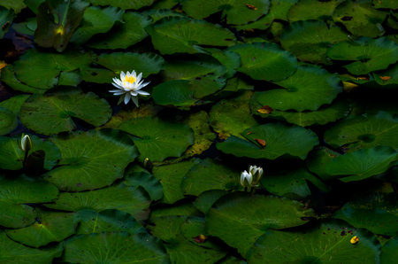 water lily flowerの写真素材