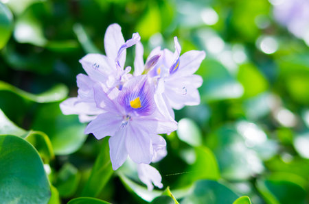 water hyacinth, nara prefectures, tourism japanの写真素材