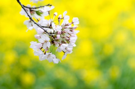 Japanese cherry blossoms SAKURA,Saitama(prefectures),tourism of japanの写真素材