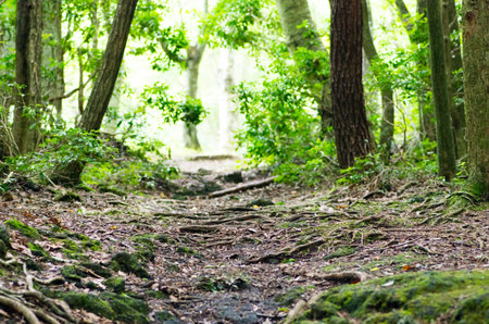 Extensive forestの写真素材