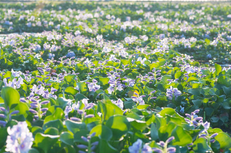 water hyacinth, nara prefectures, tourism japanの写真素材