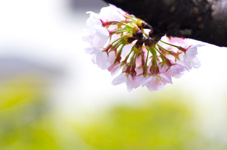 japanese cherry blossoms SAKURAの写真素材