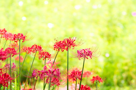 hurricane lilyの写真素材