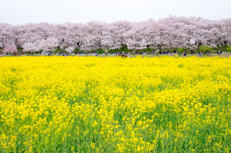 Japanese cherry blossoms SAKURA,Saitama(prefectures),tourism of japan