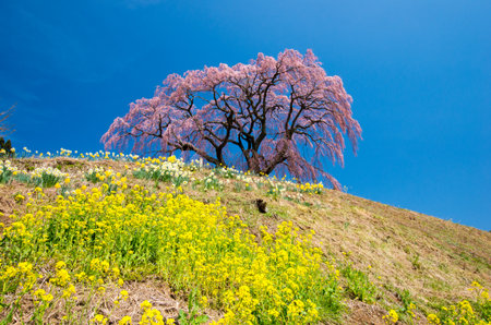 Japanese cherry blossoms SAKURA,Fukushima(prefectures),tourism of japanの写真素材