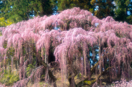Japanese cherry blossoms SAKURA,Fukushima(prefectures),tourism of japanの写真素材