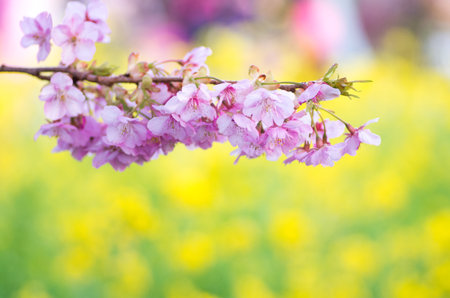 japanese cherry blossoms SAKURAの写真素材