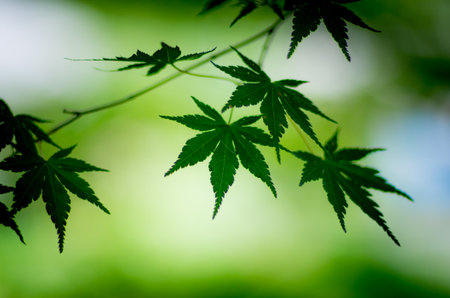 japanese autumn leafの写真素材