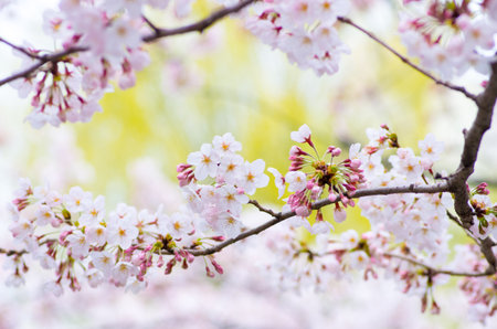 japanese cherry blossoms SAKURA