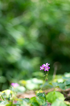 oxalis flowerの写真素材