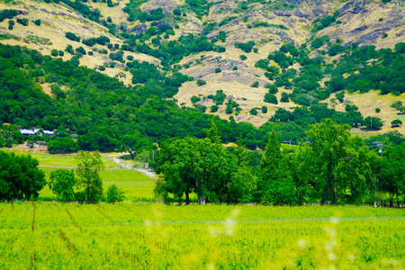 napa valley,California,tourism of Americaの写真素材