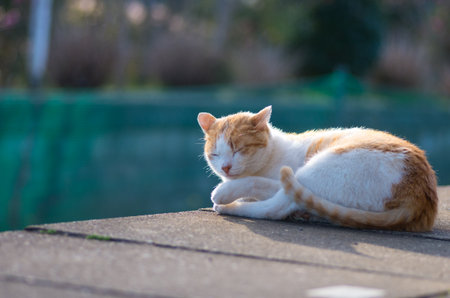 cat at Kominato railway chiba prefectures, tourism japanの写真素材