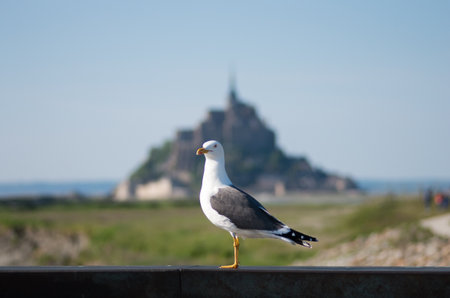 Mont Saint Michel,tourism of Franceの写真素材