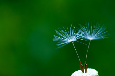 dandelion fluffの写真素材